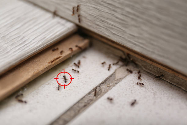Best Pest Removal Services  in Sheridan, WY