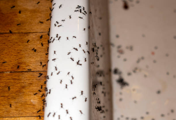 Professional Pest Control in Sheridan, WY